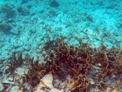 Te Amo Reef